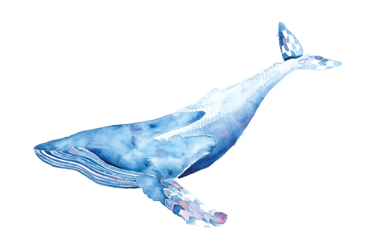 Lauren Merrick Illustration Art Print whale